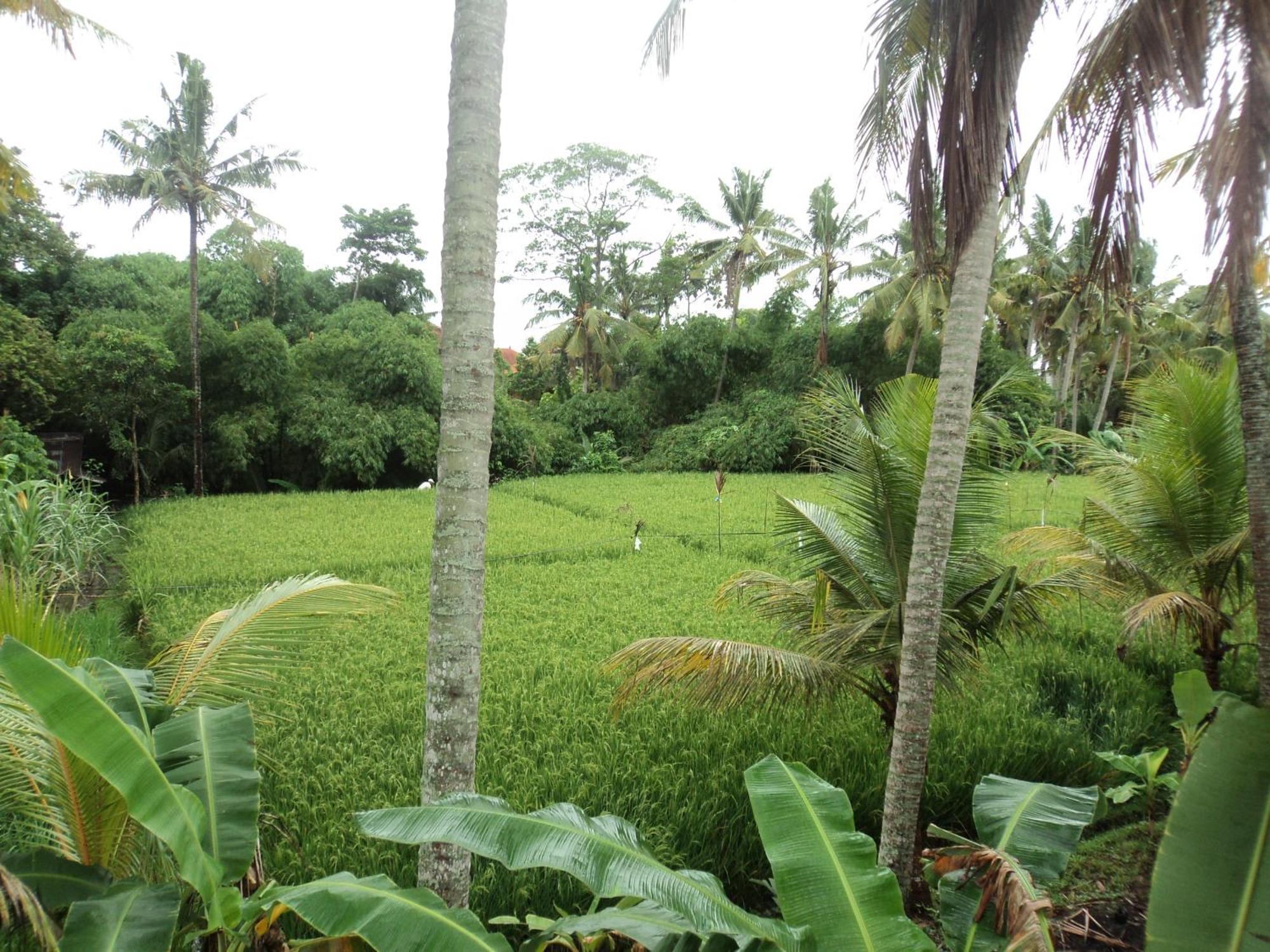 Villa Bhuana Alit Ubud Rom bilde