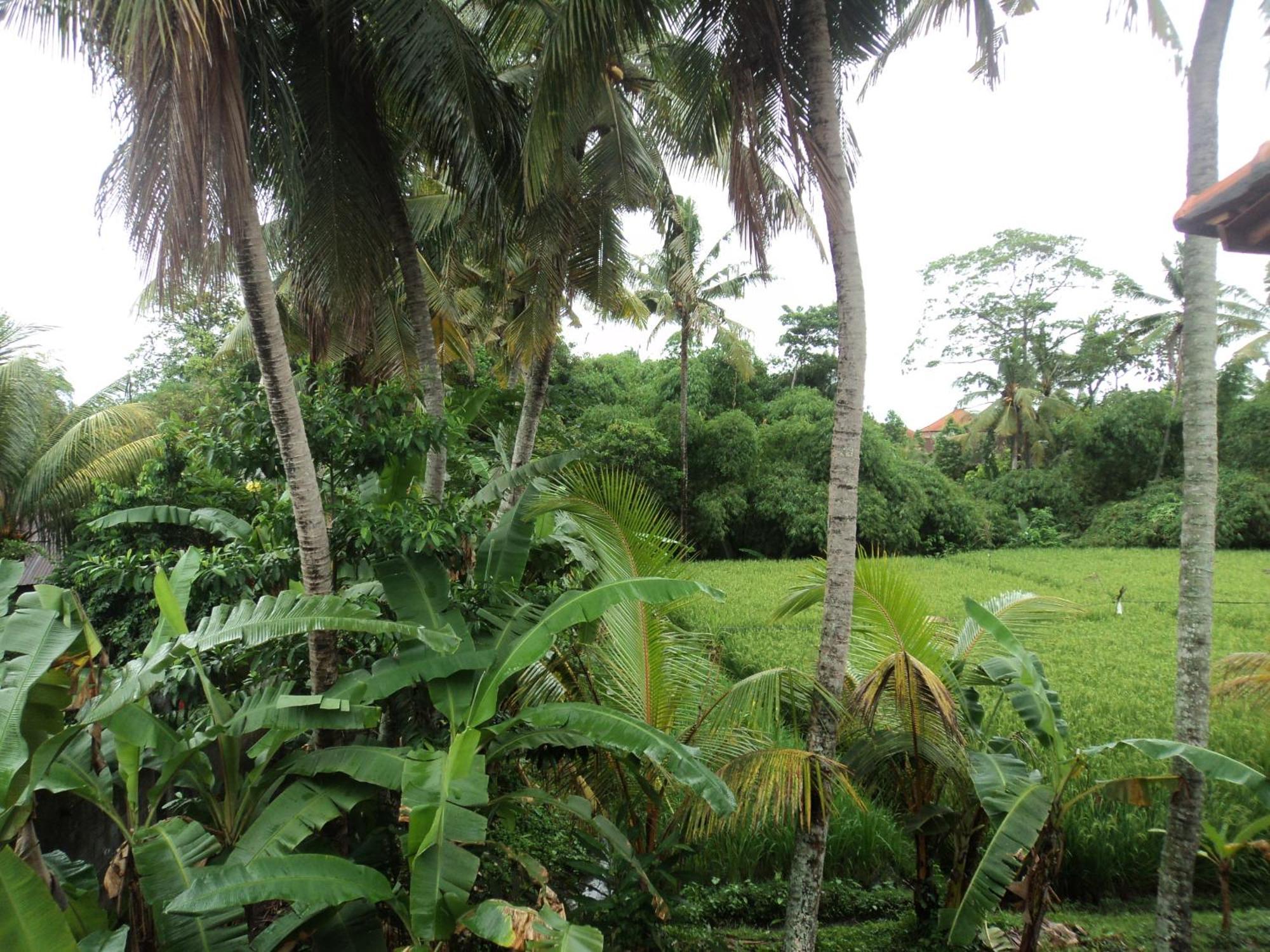 Villa Bhuana Alit Ubud Rom bilde