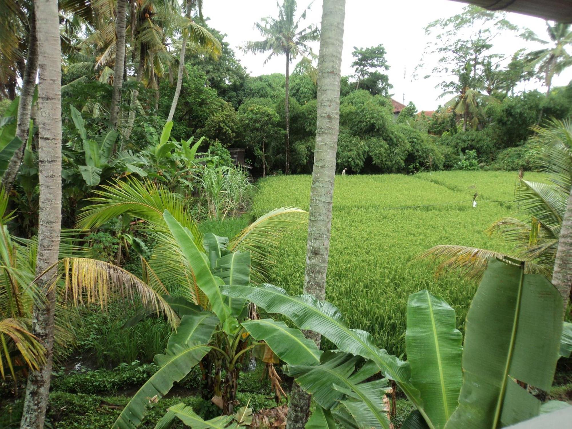 Villa Bhuana Alit Ubud Rom bilde