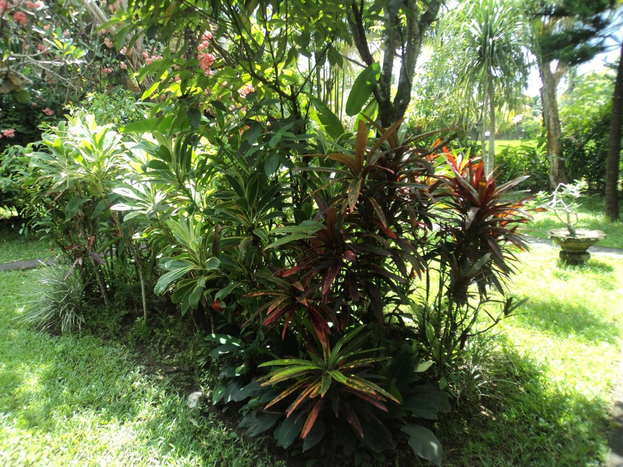 Villa Bhuana Alit Ubud Rom bilde